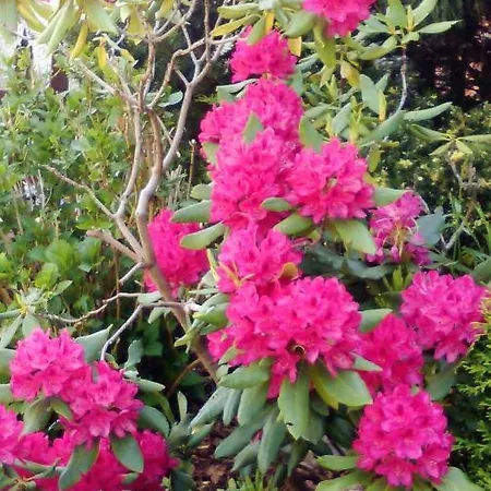 Alexandria グダニスク